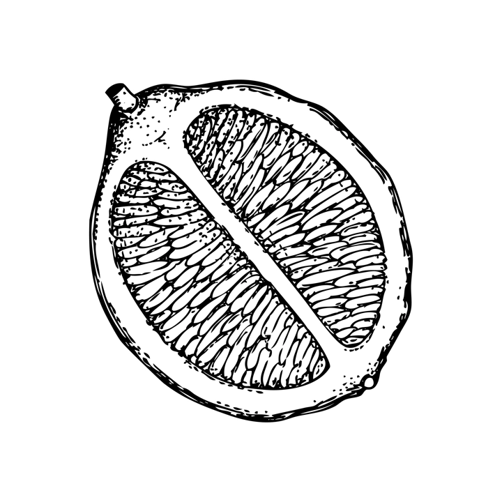 Vintage half lime sketch. Citrus fruit hand-drawn vector illustration. Exotic plant drawing in engraved style. Botanical design element. NOT AI-generated